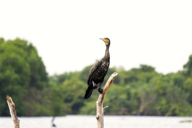 Muthurajawela Marsh in Negombo