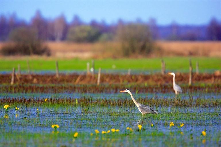 Nationaal park Biebrzanski