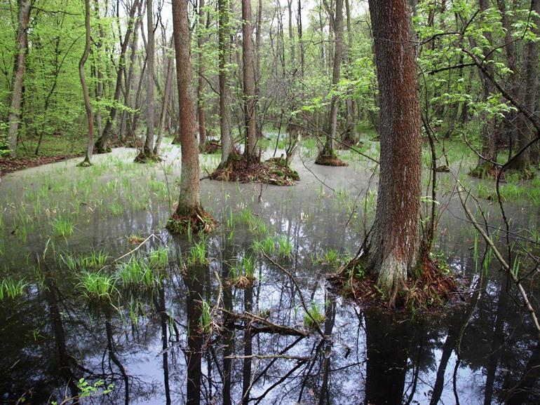 Nationaal park Kampinos