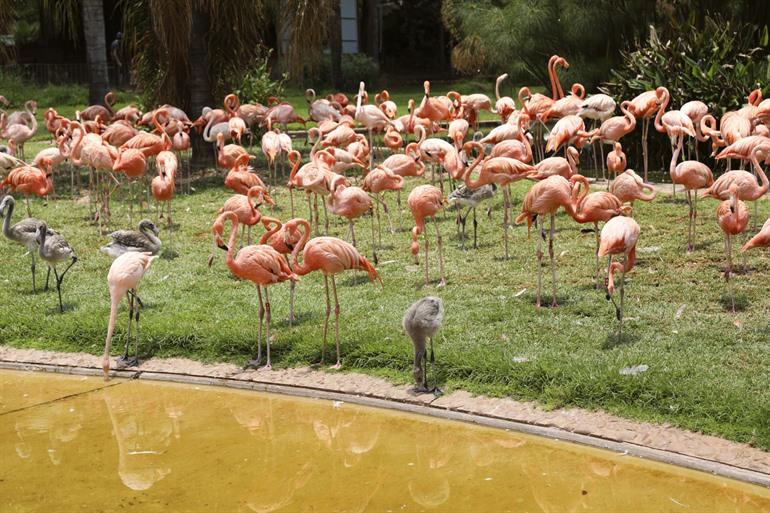 National Zoological Gardens