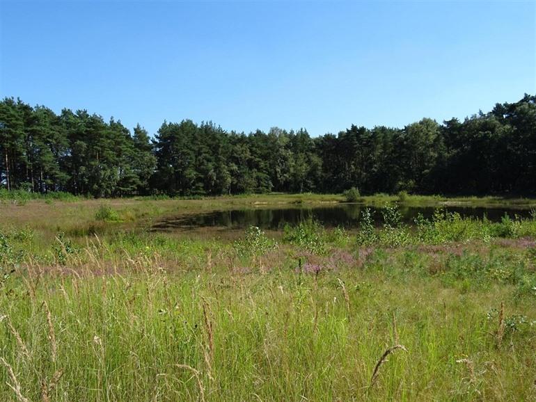 Natuur De Watersnip in Beringen, Limburgse Kempen