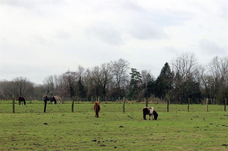 Natuurgebied: Dronkenborre in het Pajottenland