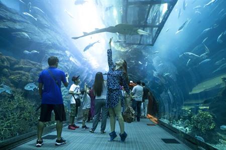 Nausicaa Tunnel in het aquarium