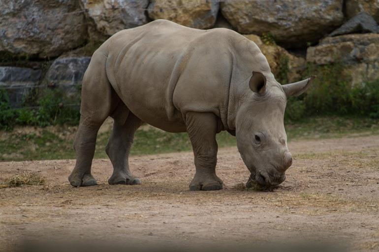Neushoorn Pairi Daiza