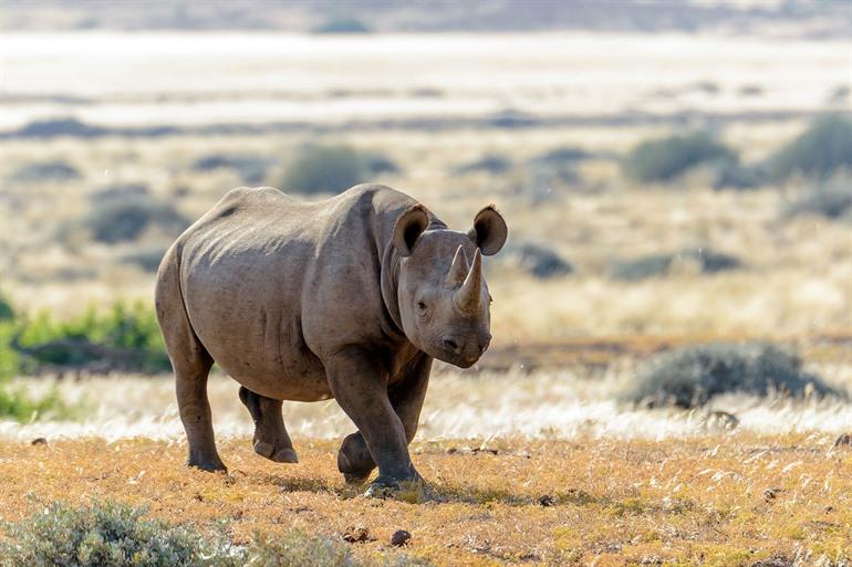 Neushoorns spotten Damaraland