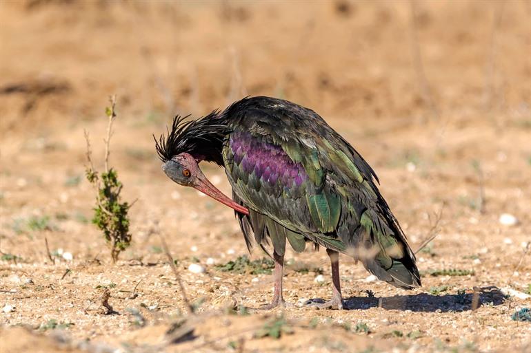 Noordeijke bald ibis in het Nationaal Park Souss-Massa, Agadir
