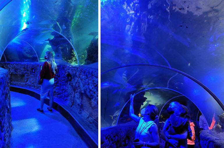 Ocean tunnel in SEA LIFE Blankenberge