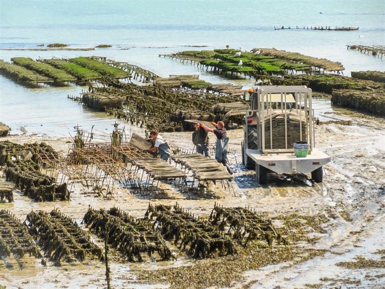 Oestervangst in Cancale, Bretagne, Frankrijk