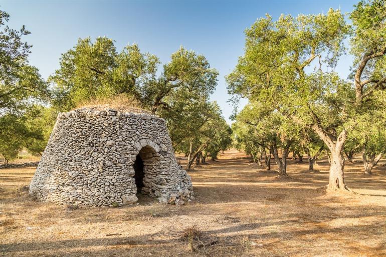 Olijfbomen in Salento