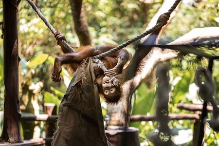 Ontbijten tussen de orang-oetangs in de Zoo van Bali