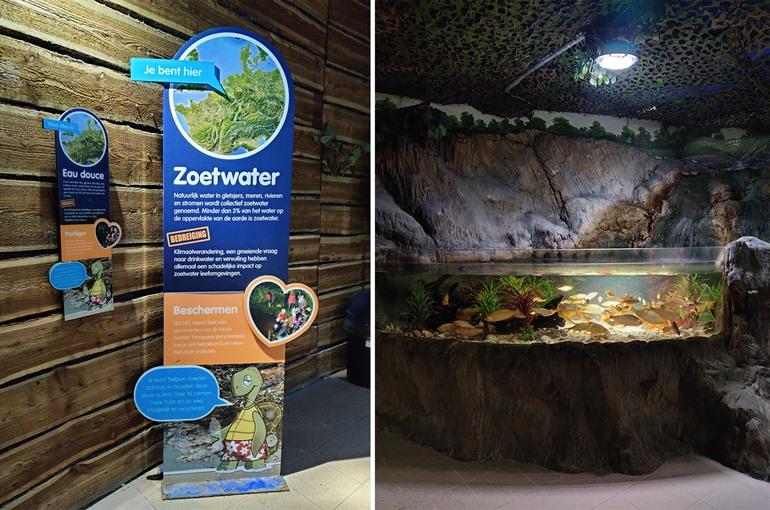 Ontdek de kleine goudvissen in het zoetwater gedeelte, SEA LIFE