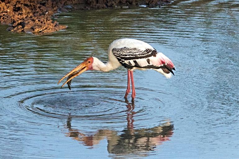 Ooievaar in Chundikkulam National Park