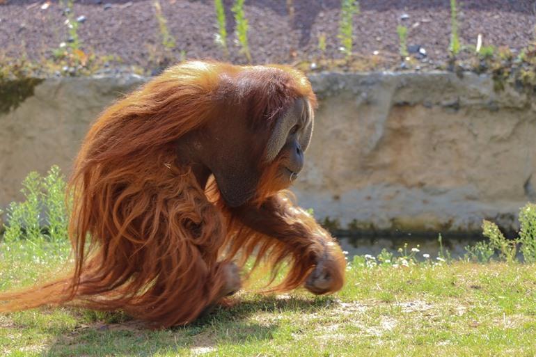 Orang-Oetang Pairi Daiza