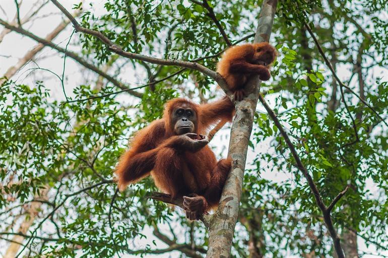 Orang-oetans in de jungle van Bukit Lawang