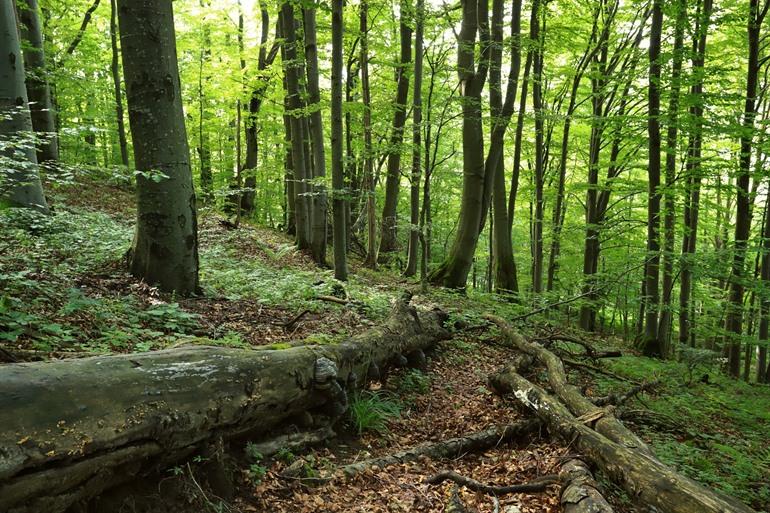 Oude beukenboom in het oerbos