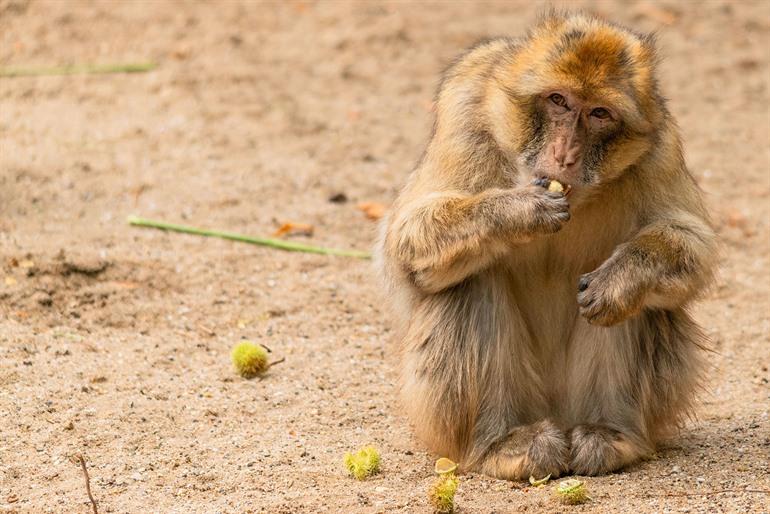 Ouwehands Dierenpark