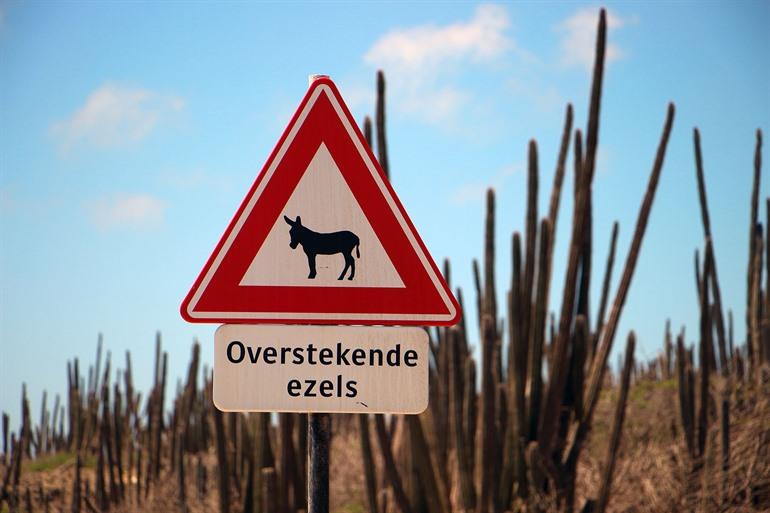 Overstekende ezels, Bonaire
