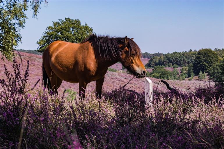 Paard in de Veluwezoom, Gelderland