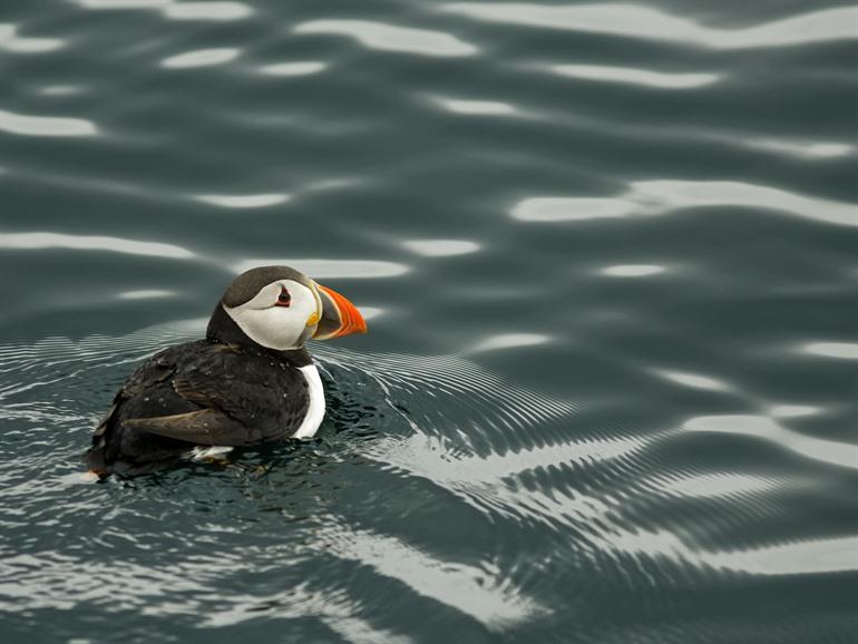 Papegaaiduikers spotten op de Vesterålen, Noorwegen