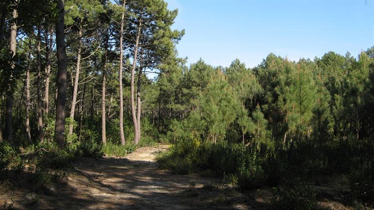Parc Naturel régional des Landes de Gascogne, Landes