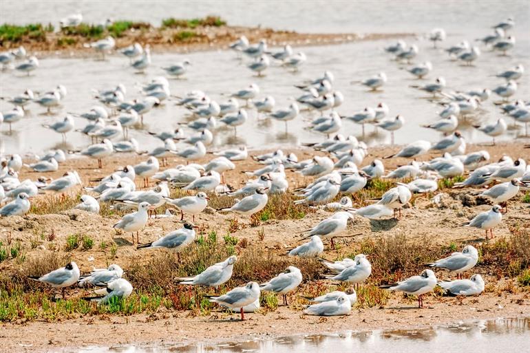 Parc ornithologique du Teich, Gironde