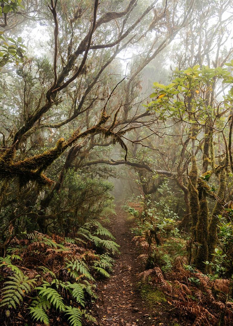 Parque Rural Anaga, Tenerife