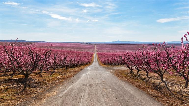 Peach Blossoms in Aitona, Catalonië