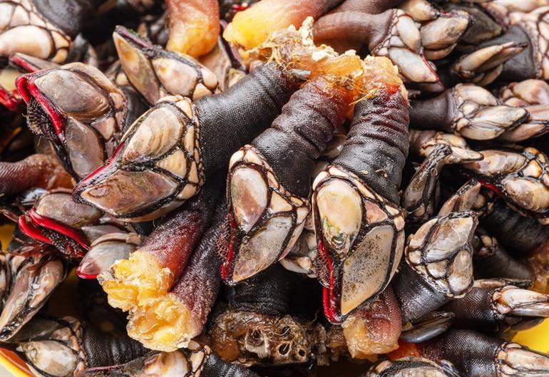 Percebes uit Portugal