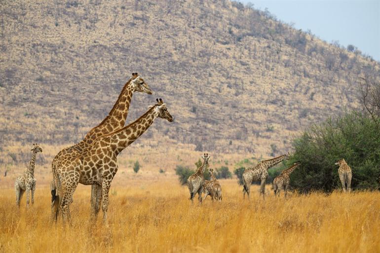 Pilanesberg National Park bezoeken