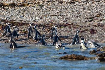Pinguïns spotten op Penguin Island, Lüderitz