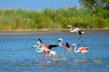 Provence, camargue