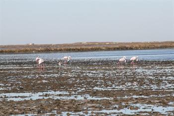 Provence, camargue