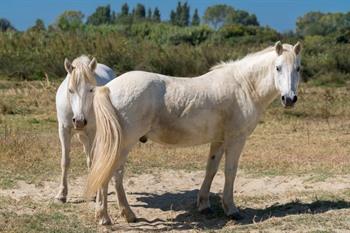 Provence, camargue