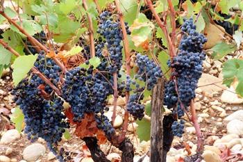 Provence, chateauneuf du pape