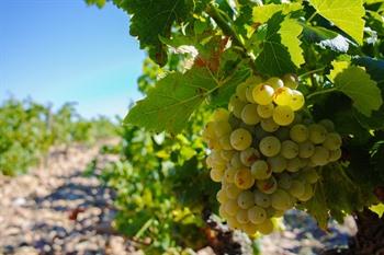 Provence, chateauneuf du pape