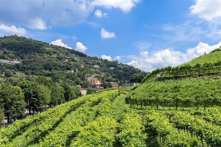 Pusterla-wijngaard, Brescia