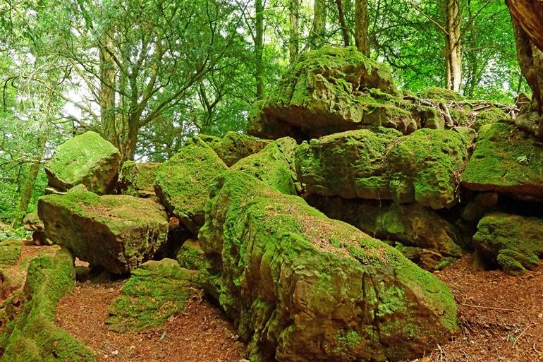Puzzlewood in The Cotswolds