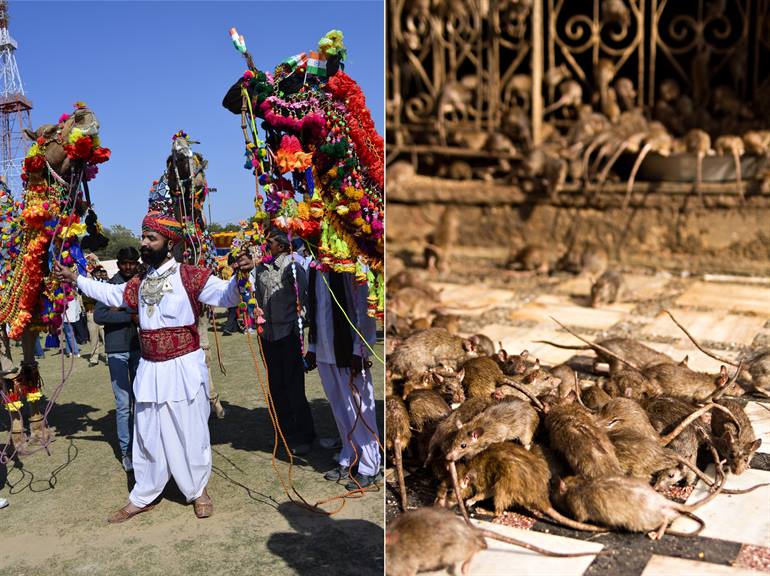 Rattentempel in Bikaner