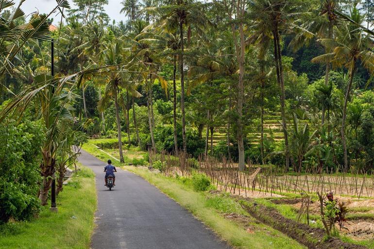 Reis met je scooter langs de rijstvelden van Munduk, Bali