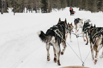 Reis naar Fins Lapland