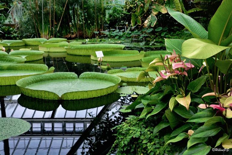 Reuzenwaterlelies Plantentuin Meise