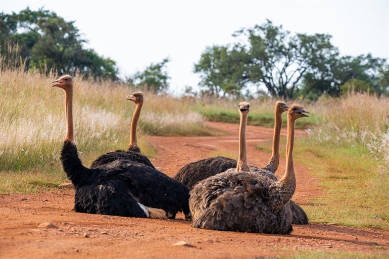 Rietvlei Nature Reserve
