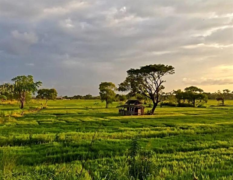 Rijstvelden in Sigiriya