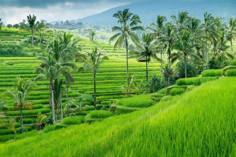 rijstvelden Ubud Bali