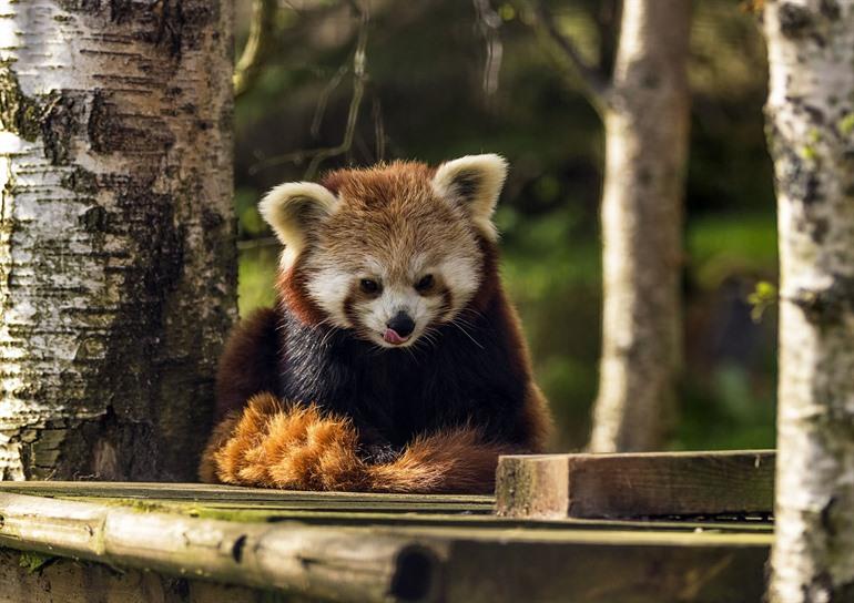 Rode panda spotten in het Highland Wildlife Park, Schotland