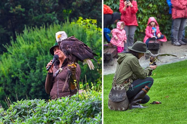 Roofvogelshow bijwonen bij Kasteel Hohenwerfen, Oostenrijk
