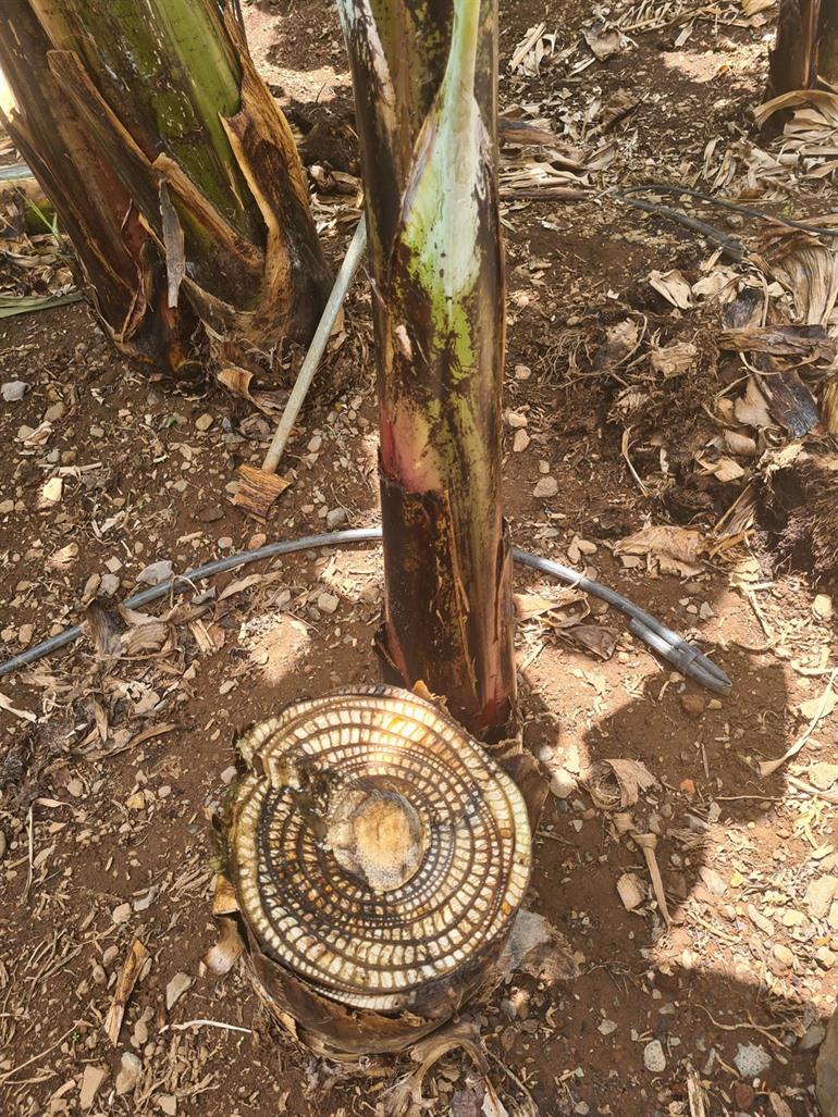 Rota da Banana - RB2 wandeling op Madeira