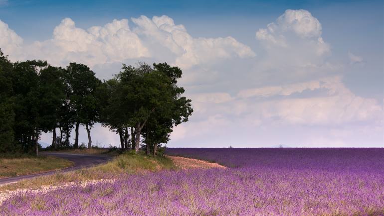 route de la lavande