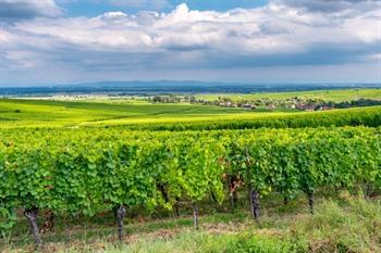 Route des Vins, ribeauville