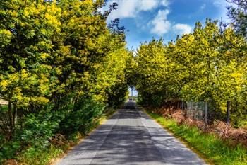 route du mimosa